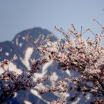 ピットーレ岩原本店　雪と桜