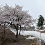 ピットーレ岩原本店　湯沢町でもそろそろ桜が