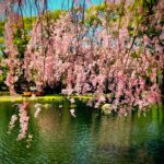 湯沢町中央公園のしだれ桜