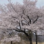 ピットーレ岩原　桜とフキノトウが